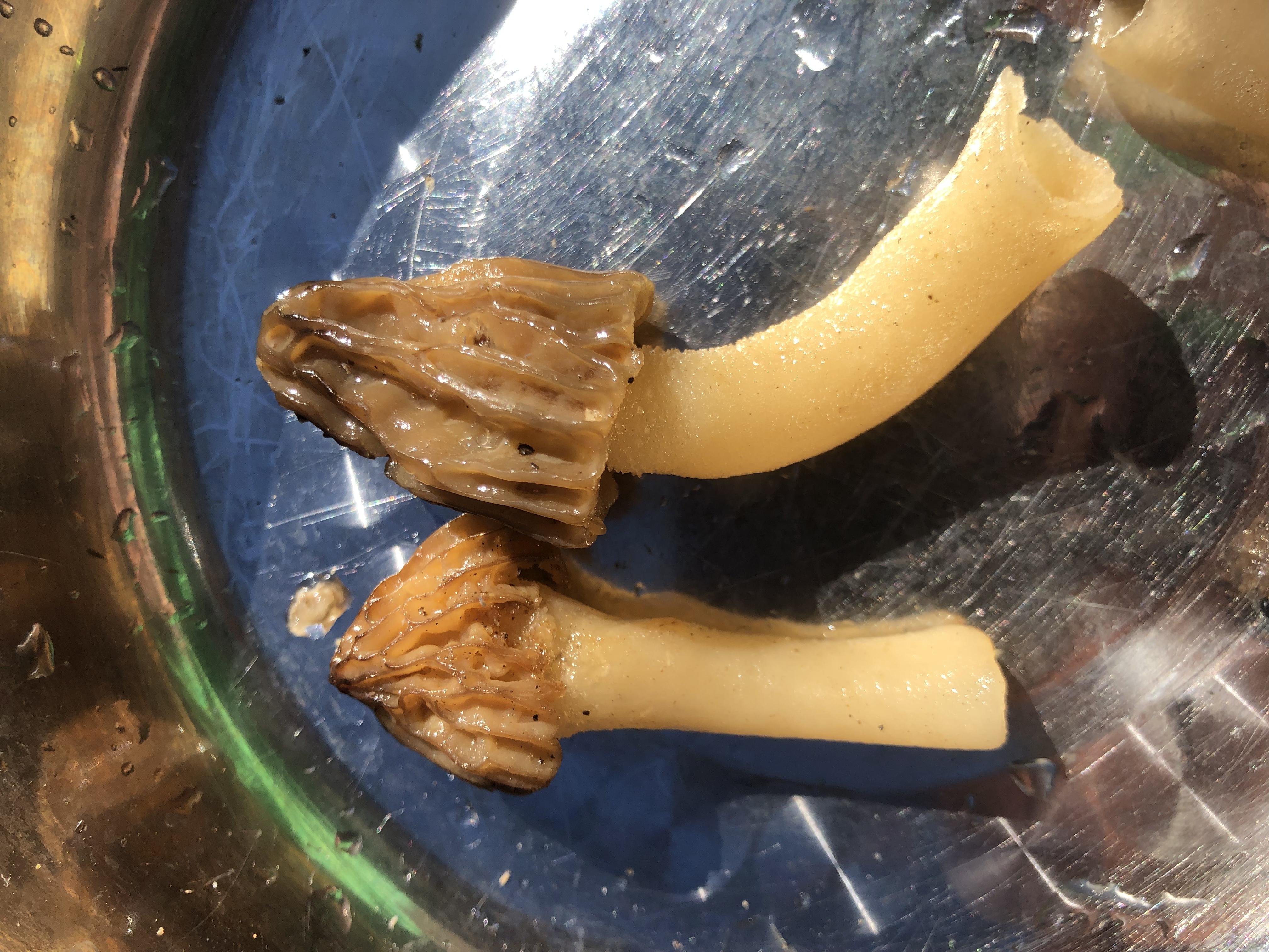 Morels and half free morels? Identification Discussion The Hoosier